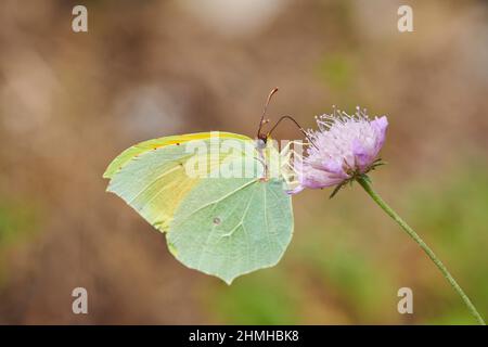 Schwefel-Schmetterling (Gonepteryx rhamni), Männchen, das aus einer Blume Nektar saugt, Katalonien, Bayern, Deutschland Stockfoto