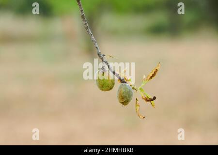 Mandelbaum (Prunus amygdalus, syn.Prunus dulcis), Nüsse, unreif, Katalonien, Spanien, Europa Stockfoto