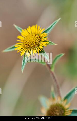 Stacheliger Goldstern (Pallenis spinosa), Blume, Katalonien, Spanien, Europa Stockfoto