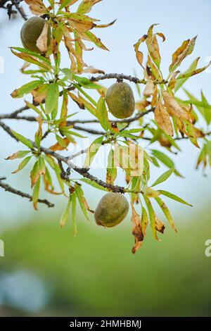 Mandelbaum (Prunus amygdalus, syn.Prunus dulcis), Nüsse, unreif, Katalonien, Spanien, Europa Stockfoto