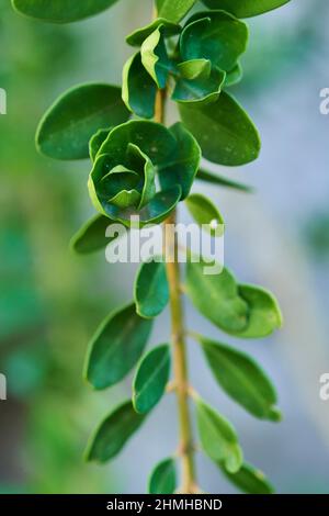 Die Blätter des Buchsholzes (Buxus sempervirens) auf einem Zweig, Katalonien, Spanien, Europa Stockfoto