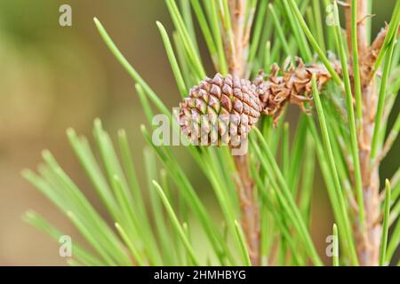 Schwarzkiefer oder Schwarzkiefer (Pinus nigra), Zapfen auf dem Baum, Katalonien, Spanien, Europa Stockfoto