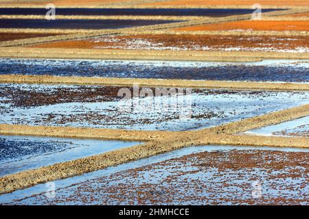 In den Salzwiesen von Guérande, Frankreich, Pays de la Loire, Département Loire-Atlantique Stockfoto