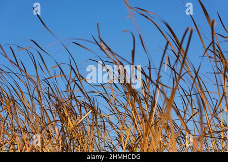 Gräser vor blauem Himmel, in den Salzwiesen von Guérande, Frankreich, Pays de la Loire, Département Loire-Atlantique Stockfoto