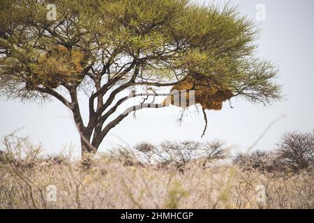 Weaver Bird Nest, Bird's Nest, Ploceidae, Widah Finches, Safari, Etosha Nationalpark, Namibia, Afrika Stockfoto