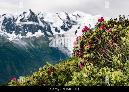 Alpenrosen mit Mont-Blanc-Massiv im Hintergrund Stockfoto