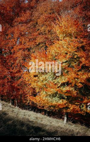 Buche, Fagus sylvatica, Herbst, Oxford, Oxfordshire, England, Großbritannien Stockfoto