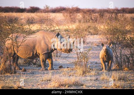 Nashorn, Diceros bicornis, Spitznashorn, Nashorn, Etosha-Nationalpark, Namibia, Afrika Stockfoto