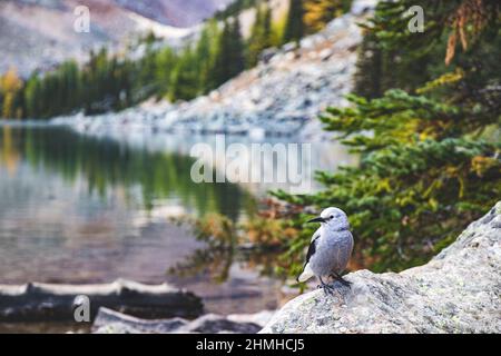 Pine jay, Nucifraga columbiana, Sommer, Lake Agnes, Banff National Park, Rocky Mountains, Alberta, Kanada Stockfoto