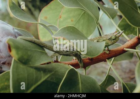 Dreihornchamäleon, Jacksons Chamäleon, Trioceros jacksonii, Riese protea, Zuckerbusch, Protea cynaroides, Summer, Maui, Hawaii, USA Stockfoto