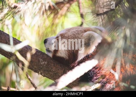 WESTERN Lesser Panda, Ailurus fulgens, Himalayan Red Panda, Leipzig, Deutschland, Europa Stockfoto