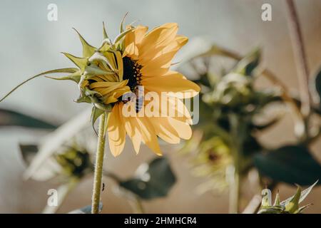 Sonnenblume, Helianthus annuus, Biene, APIs mellifera, Sommer, Freiburg im Breisgau, Baden-Württemberg, Deutschland, Europa Stockfoto