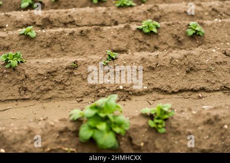 Kartoffelfeld, Kartoffelpflanzen, Anbau, Boden, Sämlinge Stockfoto