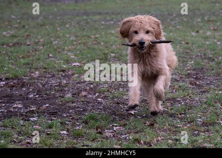 Ein Hund (Golddoodle) spielt mit einem Stock auf einer Wiese. Stockfoto