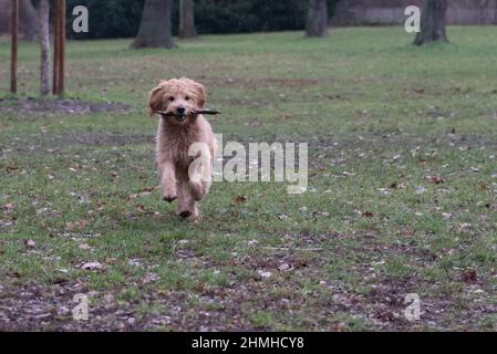 Ein Hund (Golddoodle) spielt mit einem Stock auf einer Wiese. Stockfoto