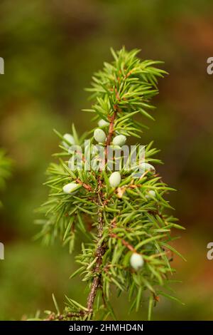 Nahaufnahme von Wacholder mit Beeren, Natur, Finnland Stockfoto