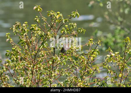 Die Stausenvögel sitzen auf einem grünen Metallpfahl vor einer Hecke und blicken zur Seite Stockfoto