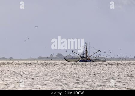 Garnelenkutter in der Nähe von Pellworm an der Nordseeküste Stockfoto