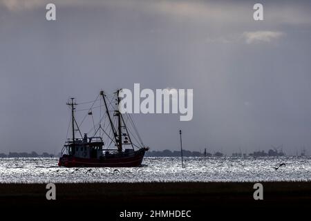 Garnelenkutter in der Nähe von Pellworm an der Nordseeküste Stockfoto