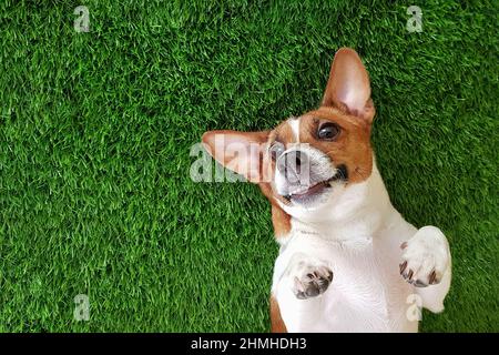 Verrückte lächelnde Hund Jack russel Terrier, auf grünem Gras liegen. Frohes neues Jahr. Stockfoto