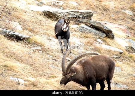 Gämsen und Steinbock Stockfoto