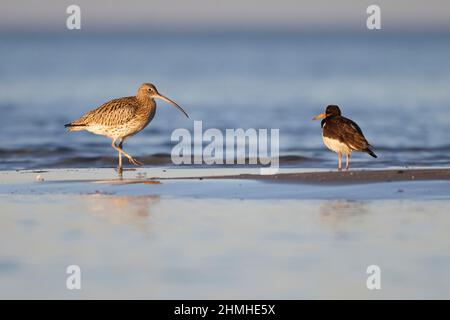 Curlew, Numenius arquata und Austernfischer Stockfoto