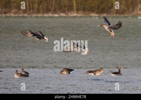 Weißstirnase, Anser-Albifrons, mehrfache, im Flug, Winter Stockfoto