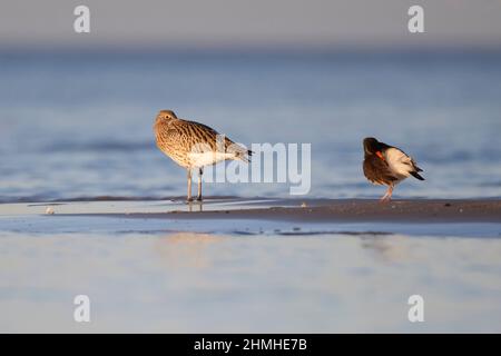 Curlew, Numenius arquata und Austernfischer Stockfoto