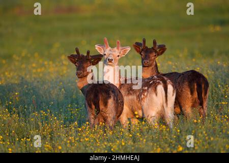 Damwild (Dama dama), Damwild auf einer Blumenwiese, Zeeland, Niederlande Stockfoto