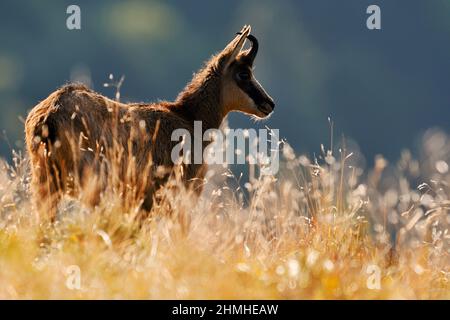 Gemse (Rupicapra rupicapra), Vogesen, Frankreich Stockfoto