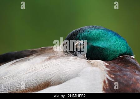 Mallard (Anas platyrhynchos), drake, Nordrhein-Westfalen, Deutschland Stockfoto