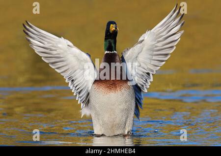 Mallard (Anas platyrhynchos), drake, Schlagflügel, Nordrhein-Westfalen, Deutschland Stockfoto