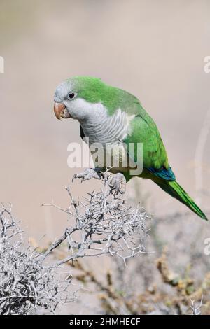 Mönchssittich (Myiopsitta monachus), Fuerteventura, Kanarische Inseln, Spanien Stockfoto