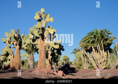 Galapagos-Kakteen (Opuntia galapageia), Kakteen und Palmen im Garten, Fuerteventura, Kanarische Inseln, Spanien Stockfoto