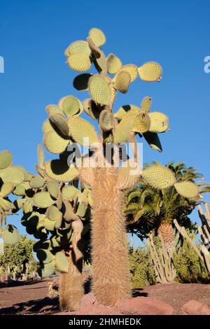 Galapagos-Kaktusbirne (Opuntia galapageia), Fuerteventura, Kanarische Inseln, Spanien Stockfoto