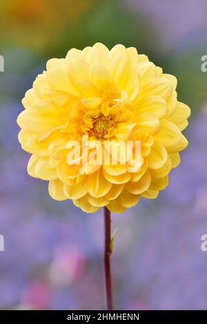 Dahlia (Dahlia spec.), Blüte, Gartenblume Stockfoto