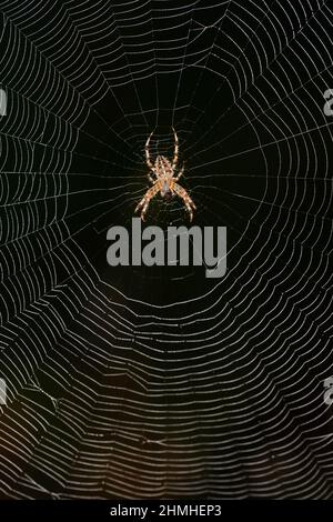 Gartenspinne (Araneus diadematus), weiblich, Spinnennetz, Rücklicht, Nordrhein-Westfalen, Deutschland Stockfoto