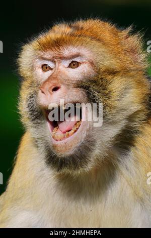 Barbaren Makaken oder magot (Macaca sylvanus), Portrait, Calling Stockfoto