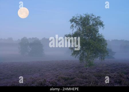 Silberbirke (Betula pendula) in blühender Heide, Vollmond, Morgendämmerung, Westruper Heide, Nordrhein-Westfalen, Deutschland Stockfoto