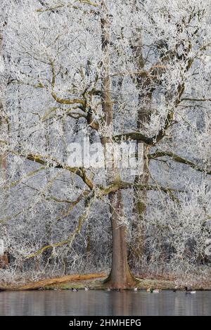 Englische Eiche (Quercus robur) mit Reifrost im Winter, Nordrhein-Westfalen, Deutschland Stockfoto