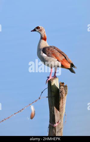 Ägyptische Gans (Alopochen aegyptiaca), die auf einem Zaunpfosten steht, Nordrhein-Westfalen, Deutschland Stockfoto