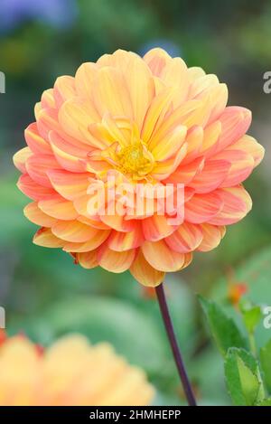 Dahlia (Dahlia spec.), Blüte, Gartenblume Stockfoto