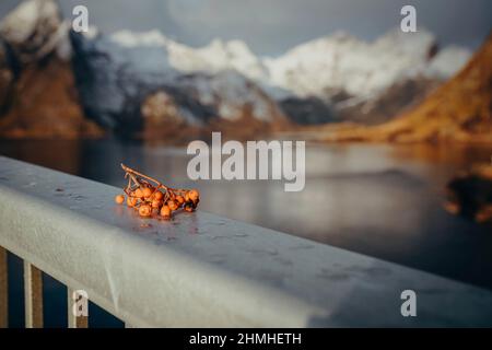 Getuftete Rosenfrüchte, Rosa multiflora, Brucke, Hamnøy, reine, Lofoten, Norwegen, Europa, Herbst Stockfoto