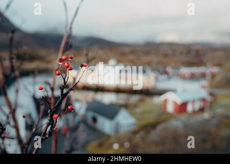 Getuftete Rosenfrüchte, Rosa multiflora, Rorbuer, Fischerhäuser, Ferienhäuser, Kabelvåg, Lofoten, Norwegen, Europa, Herbst Stockfoto