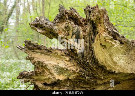 Verwitterter Baumstumpf. Stockfoto