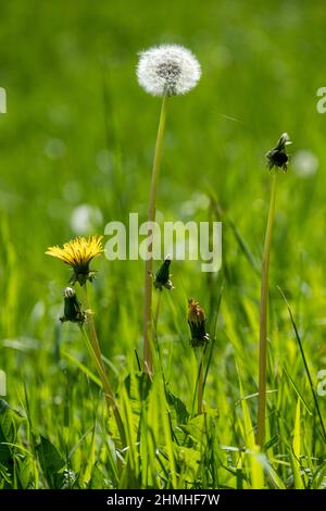 Löchenkerz (Taraxacum sect. Ruderalia), verblasst, Löchenkerz Stockfoto