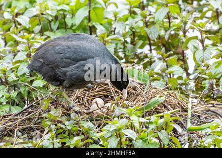 Der Russ (Fulica atra), in seinem Nest. Stockfoto