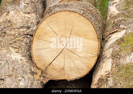 Gefällte Baum, Baumscheibe mit trocknenden Rissen. Stockfoto