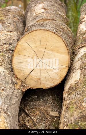 Gefällte Baum, Baumscheibe mit trocknenden Rissen. Stockfoto