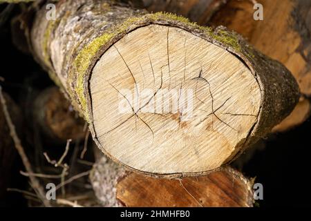 Gefällte Baum, Baumscheibe mit trocknenden Rissen. Stockfoto